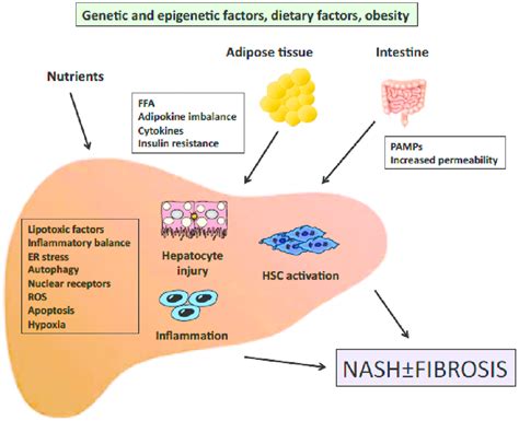 Outline Of The Pathogenesis Of Nash Signals Generated Inside The Liver