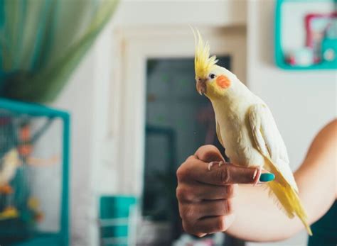 Fascinating 6 Month Old Cockatiel Behavior You Should Know!