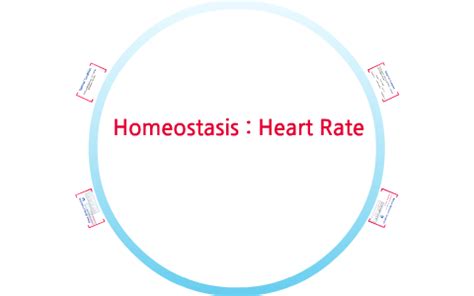 Heart Rate Homeostasis By Tee Mac On Prezi