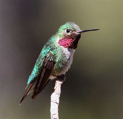 Hummingbirds, Cute Animals, Pretty Animals, Cutest Animals, Cute Funny ...