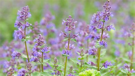 12 Best Mosquito Repellent Plants And Herbs To Try In Your Garden