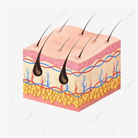 Skin Structure PNG Picture, Cartoon Skin Structure Model Epidermis ...