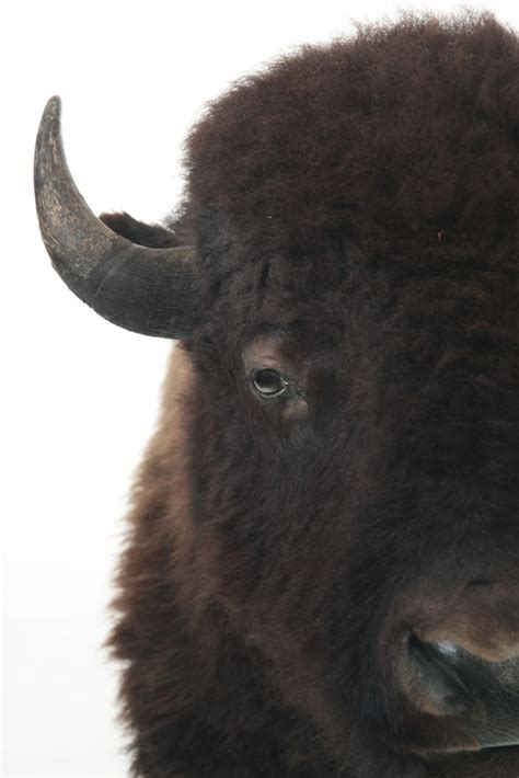 AMERICAN BISON TAXIDERMY HEAD MOUNT.