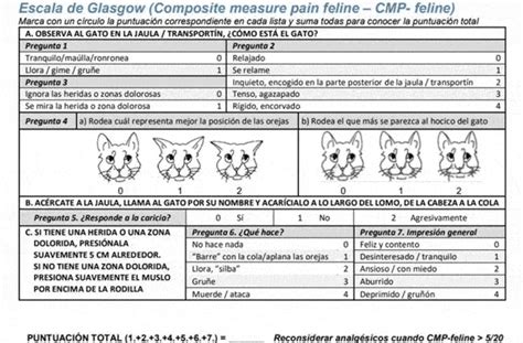 Glasgow Composite Pain Scale Cats