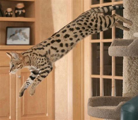 14 Incredible Facts About the “Home Leopard” Known As Safari Cat | PetPress