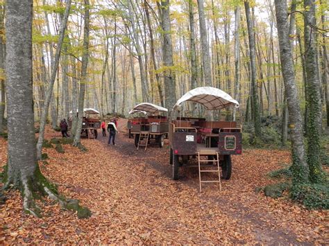 Balade en calèche dans la plus magique des forêts catalanes