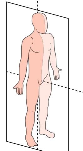 Invertebrates 3 Body Plans NOT COMPLETE Flashcards Quizlet