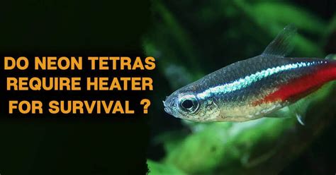 How Many Neon Tetras In A 10 Gallon Tank Tetra Fish Care