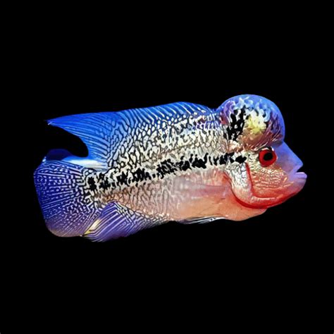 Full Pearl Diamond Kamfa Malau Flowerhorn Grade A 12cm Male – Sims ...