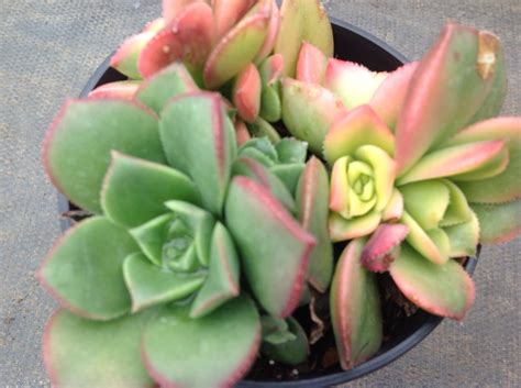 Succulent Aeonium Kiwi Percarneum