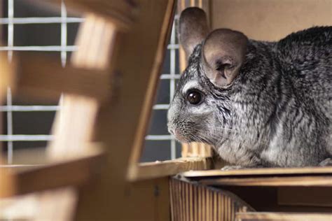 The 10 Best Chinchilla Cages in 2022 - PetMag