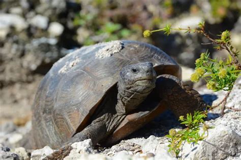 Buried alive? Gopher tortoise burrows collapsed in Lehigh Acres; major ...