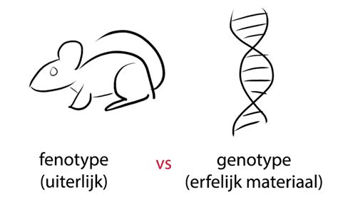 Intro In Genetica Rattery Castor