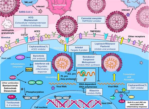 Frontiers Molnupiravir And Its Antiviral Activity Against Covid 19