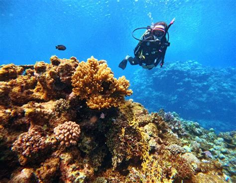 10 BEST Places To Scuba Dive In Fiji Fiji Pocket Guide