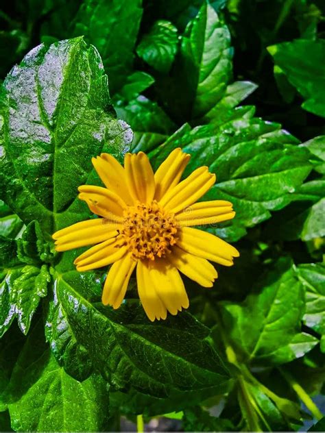 Yellow Flower With Long Straight Petals Leaves In Background Of A