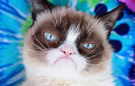 Of The Most Famous Cat Memes As Of Grumpy Cat Lives On