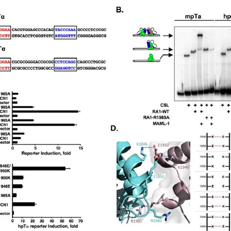 R1985A Differentially Influences Notch Target Gene Expression To