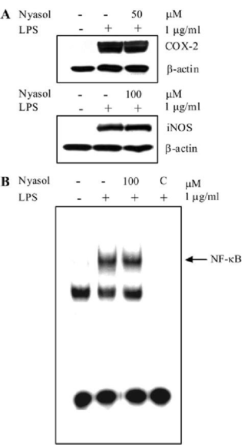 Effects Of Nyasol On Expression Of Cox 2 And Inos And Nf κb