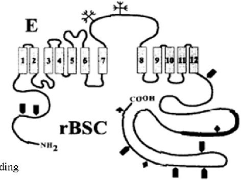 Figure From The Renal Bumetanide Sensitive Na K Cl Cotransporter Bsc