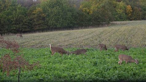 How Many Food Plots Do I Need Mossy Oak Gamekeeper