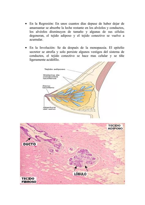 Histolog A De La Gl Ndula Mamaria Pdf