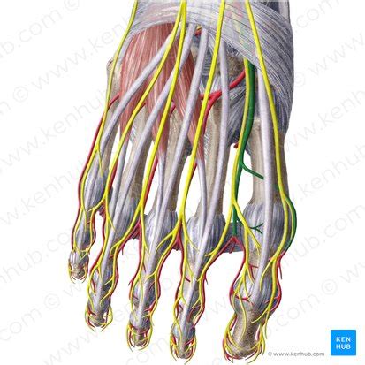 Dorsalis Pedis Artery Anatomy Branches Supply Kenhub