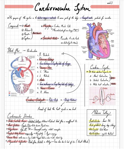 Heart Anatomy And Physiology Pdf