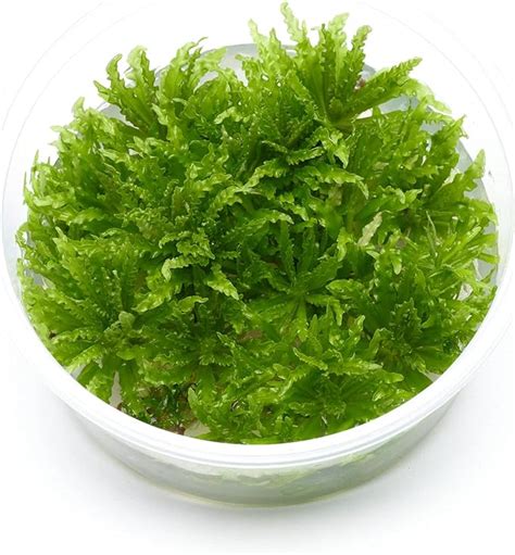 USCAPE Pogostemon Helferi Kleiner Wasserstern In Vitro XL 8 5cm