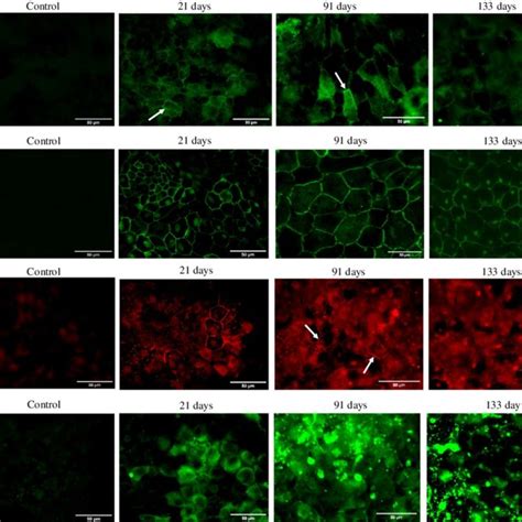 Protein Immunolocalization Of BEST1 ZO 1 CLDN19 And APOE In RPE