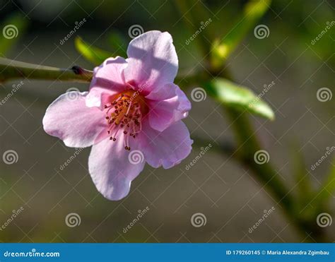 Macro Shot Of A Newly Opened Pink Nectarine Blossom Stock Image Image