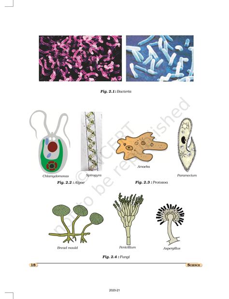 Microorganisms Friend And Foe Ncert Book Of Class 8 Science