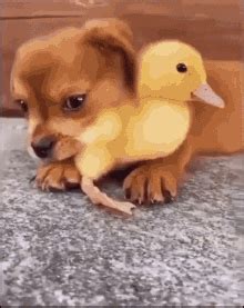 Ducky Puppy GIF - Ducky Puppy Dog - Discover & Share GIFs