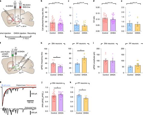 Pvgpe Snr And Pvgpe Pf Neurons Exhibit Distinct Electrophysiological