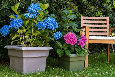 How To Grow And Care For Hydrangeas In Pots