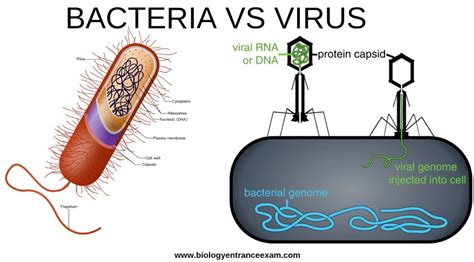 Virus Y Bacterias Estas Son Las Diferencias Entre Los Dos Merca2