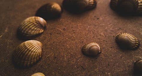 Download A Visual Feast Of Golden Aesthetic Clams Wallpaper