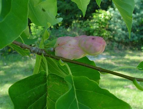 cucumber magnolia tree identification - Martina Vanwinkle