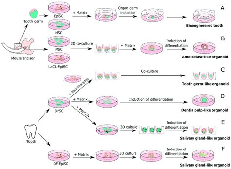 Organoids And Organ Germs From Dental Tissues A Scheme Of The Organ