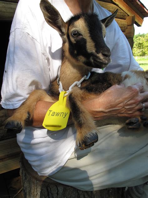 Wings of Dawn Farm: Name Tags for the Goats