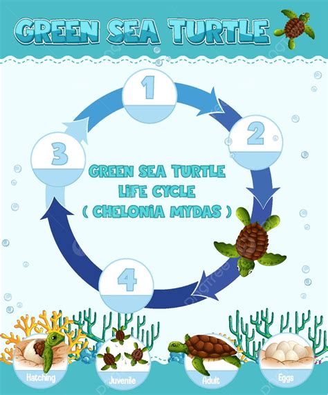 Diagram Yang Menunjukkan Siklus Hidup Ekosistem Transportasi Embrio