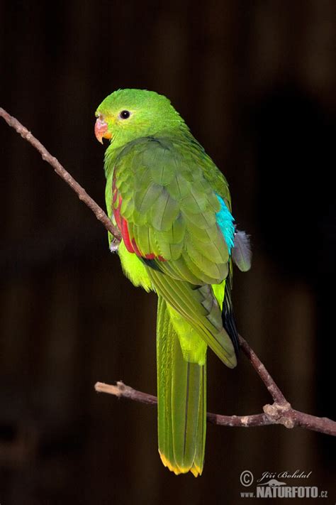 Red Winged Parrot Photos Red Winged Parrot Images Nature Wildlife