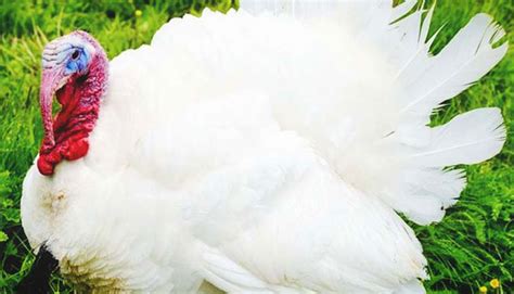 Pavo Blanco De Pecho Ancho Gallinas Ponedoras