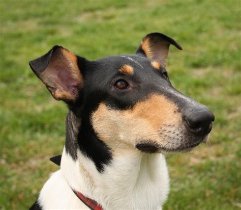 Perro Collie de pelo corto o collie smooth Características carácter