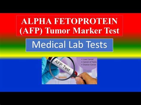 Alpha Fetoprotein Afp Tumor Marker Test What Is Uses Need