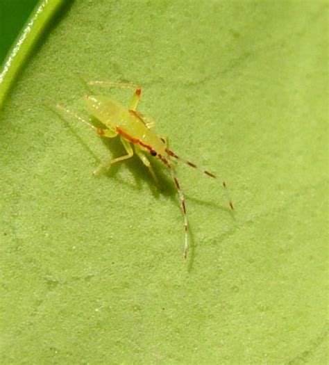 Little Yellow Bug Campyloneura Virgula Bugguidenet