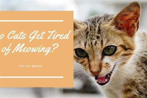 Are Pussy Willows Toxic To Cats Top Cat Breeds