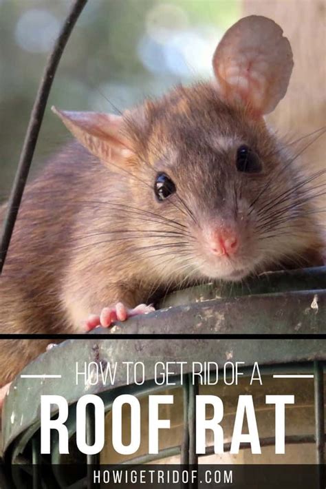 How To Get Rid Of The Roof Rat How I Get Rid Of