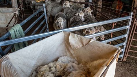 Sheep producers expected to shift back to wool production | Farm Online ...