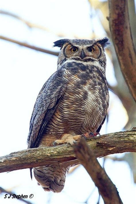 Great Horned Owl Great Horned Owls Are One Of The Largest Of North